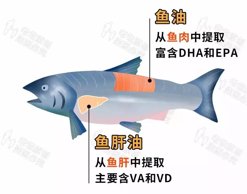 宝宝dha和鱼油都要补吗,鱼肝油鱼油和dha有什么区别