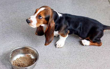 怎样能缓解狗狗胃胀气,狗狗胀气吃益生菌有用吗