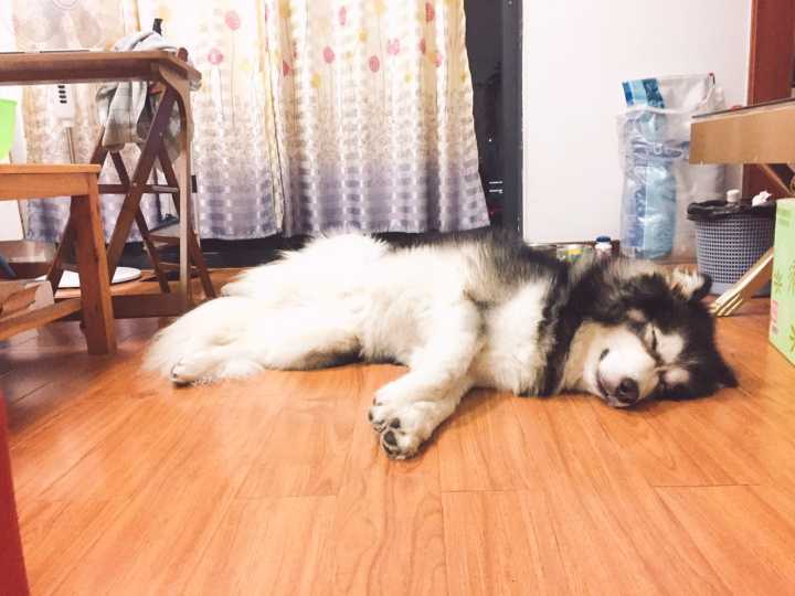 阿拉斯加挑食用什么药,阿拉斯加挑食零食也不吃怎么回事