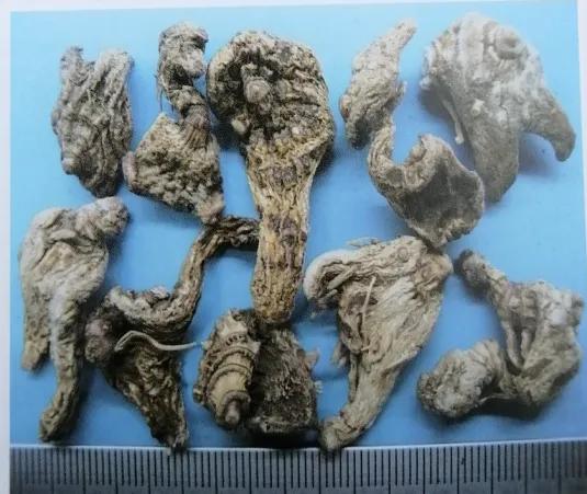 止血收敛的药有哪些,收敛止血中成药有哪些