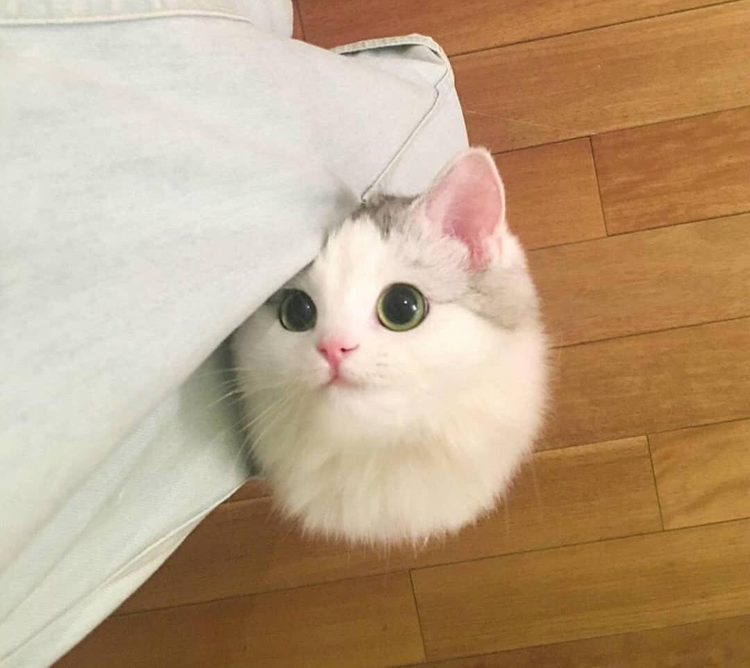 铲屎官熬夜怎么让猫咪乖乖睡觉,猫咪晚上不睡觉铲屎官该怎么办