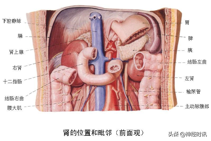 肾脏输尿管膀胱前列腺结构,肾输尿管膀胱解剖示意图