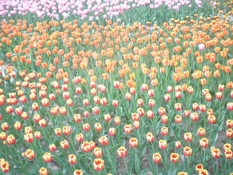 郁金香花开万朵图片,郁金香花开惹人醉