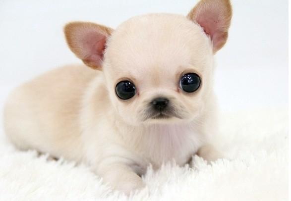 狗狗鼻子越来越粉怎么办,狗狗鼻子越来越黑是怎么回事