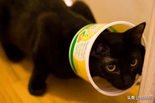 伊丽莎白圈猫咪,伊丽莎白圈有危险吗