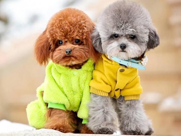 灰色贵宾犬为什么那么贵？网友直言：“水太深”了