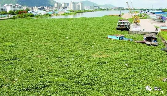 福寿螺为什么成为我国的入侵物种,鲤鱼小龙虾福寿螺都是入侵物种吗