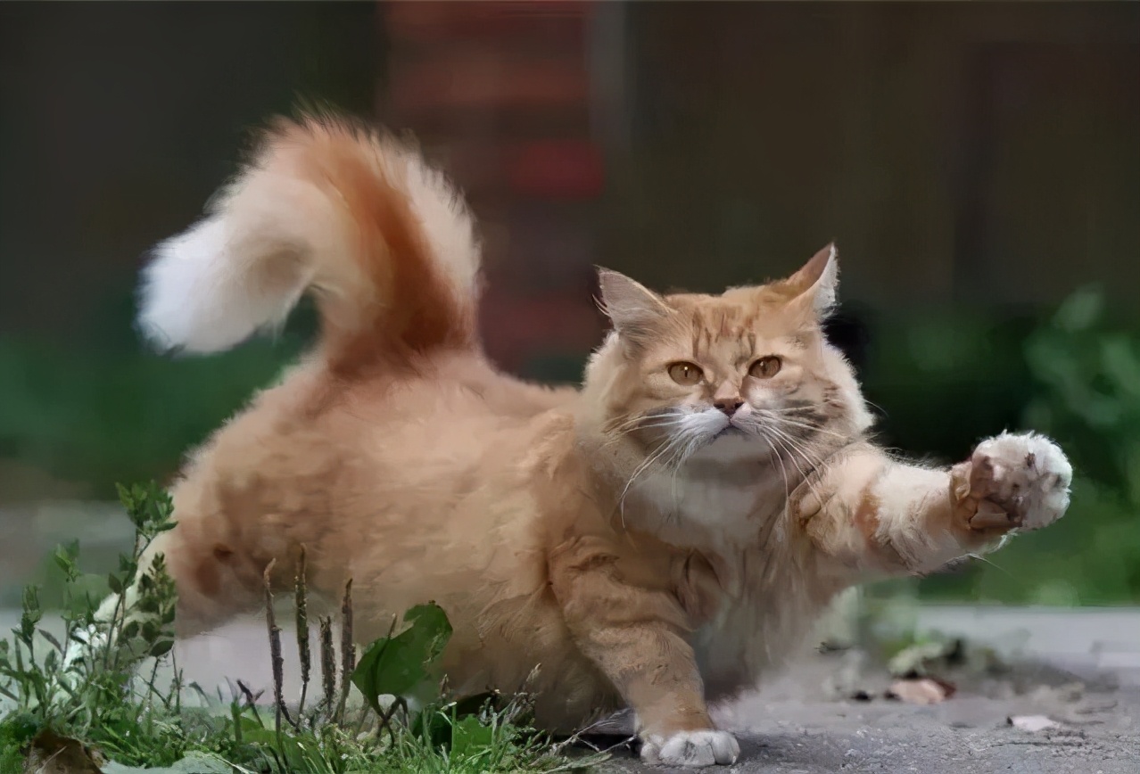 人类对猫的发展史,猫在人类发展历史的地位