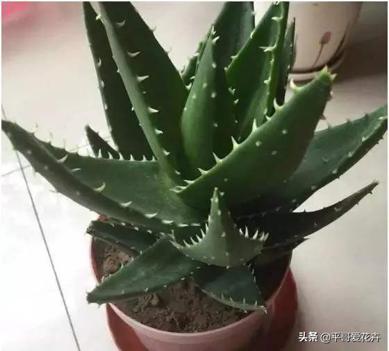 芦荟叶片干瘪？都是这“6个方面”造成的，教你快速让叶片变水嫩