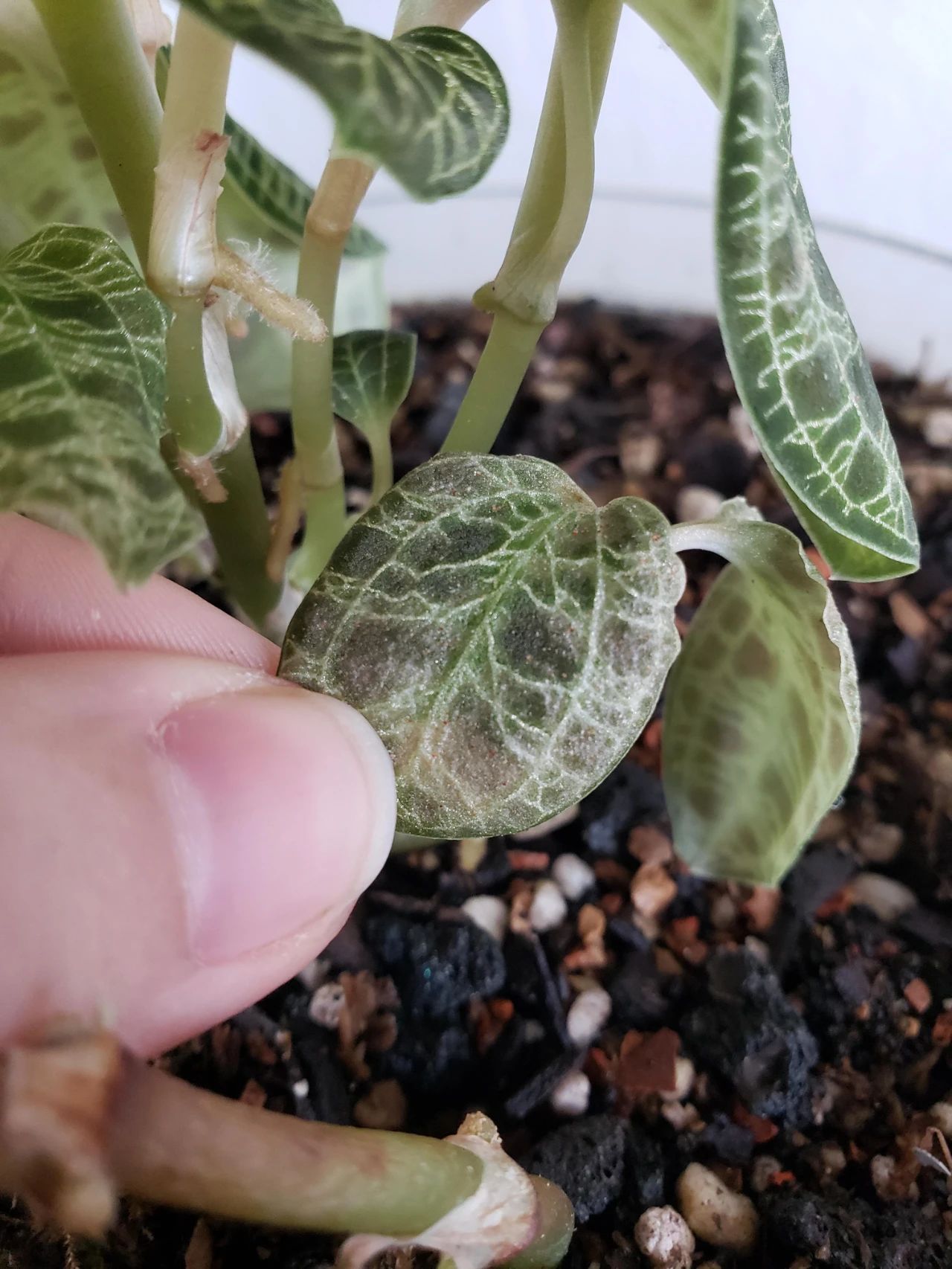 绿翡翠宝石兰植物,宝石兰植物