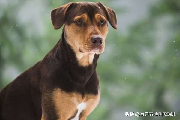 路边被主人遗弃的狗,流浪狗被投喂后跟车狂追后续