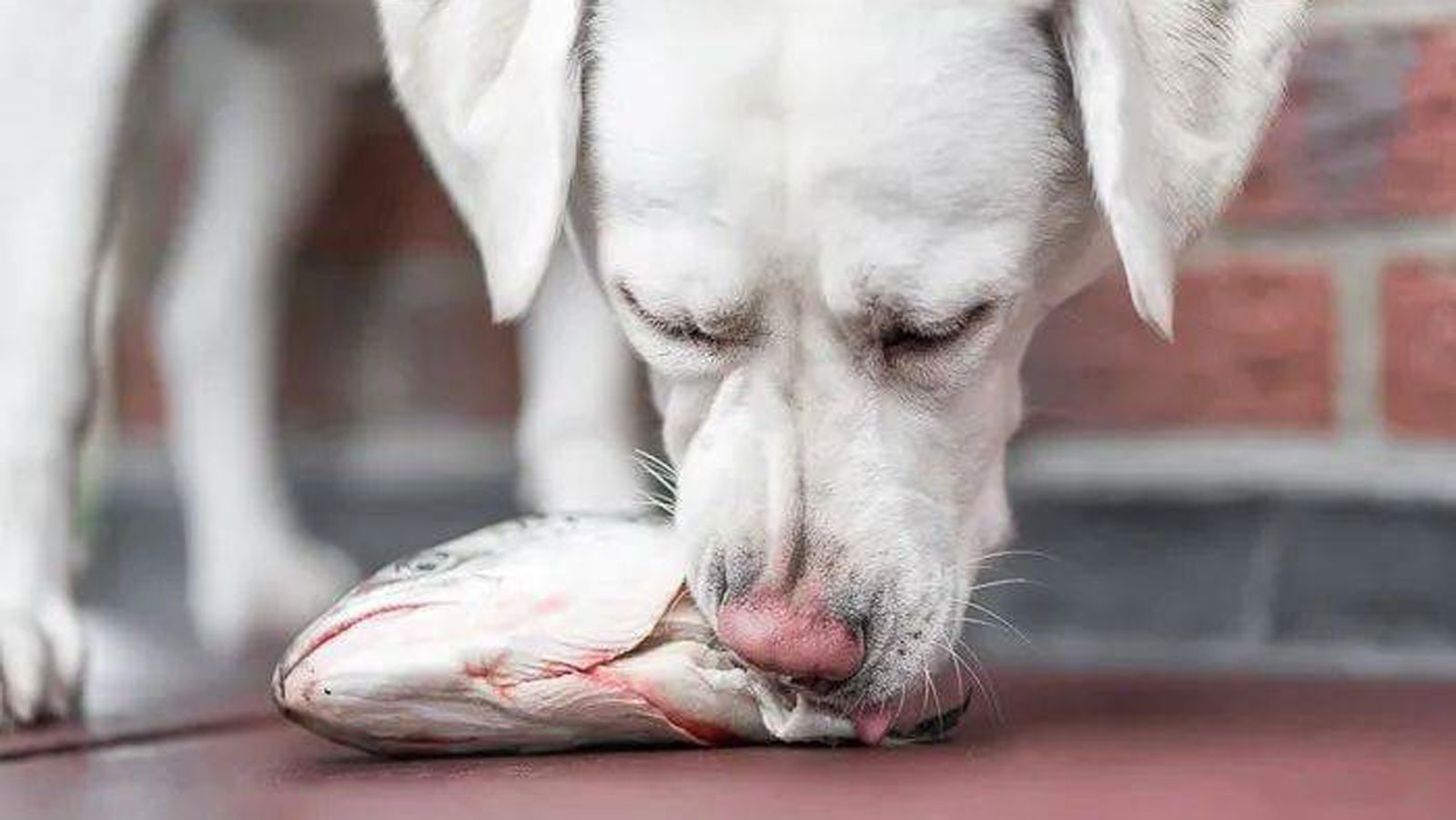 狗可以吃鱼虾么,狗可以吃什么水果大全