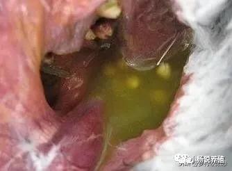 鸽子腺病毒和嗉囊炎有什么区别,鸽子嗉囊炎拉什么样的粪便