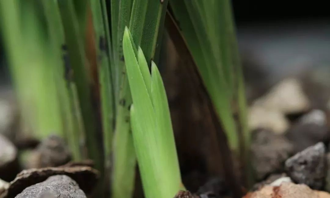 每日一兰花故事～中国兰花.惠兰名品.大一品