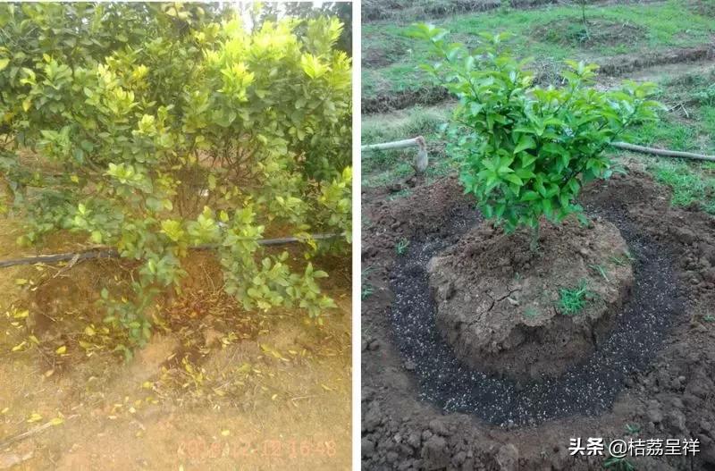 青柑橘如何快速变黄,柑橘怎么防黄叶
