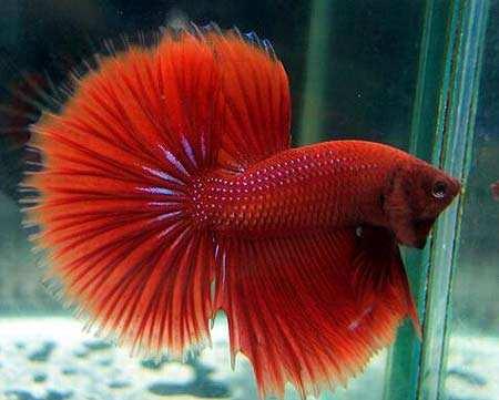 什么观赏鱼最便宜最好养,最便宜又容易养的观赏鱼有哪些