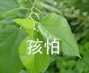 幼儿园手工作业逼疯家长,幼儿园手工作业难倒家长系列