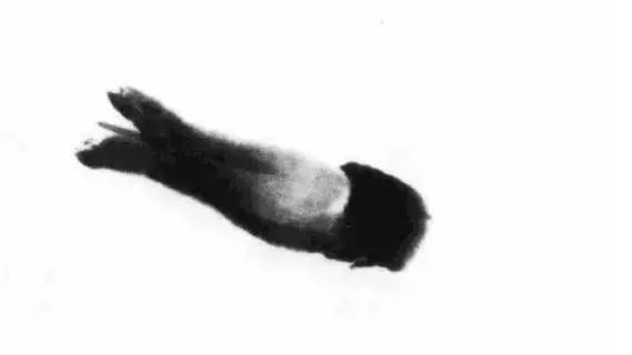 齐白石群虾的绘画手法,齐白石群虾用铅笔怎么画