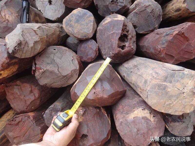 俗语：宁烧紫檀，不舍阴沉木，为啥？阴沉木很贵吗？如何辨真假？