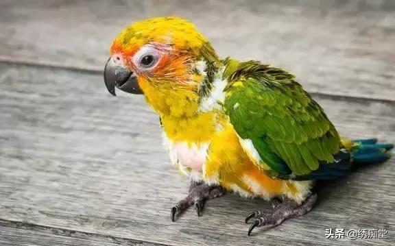 同时养两只鹦鹉打架怎么办,一起养两个鹦鹉怎么去训练