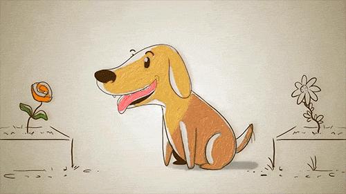 猫狗驱虫环哪个牌子好用,驱虫项圈有害宠物吗