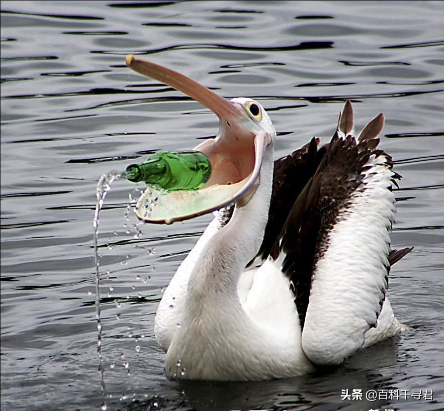 鹈鹕吞猎物到肚子里是怎么样的,鹈鹕的嘴真的是大口袋吗