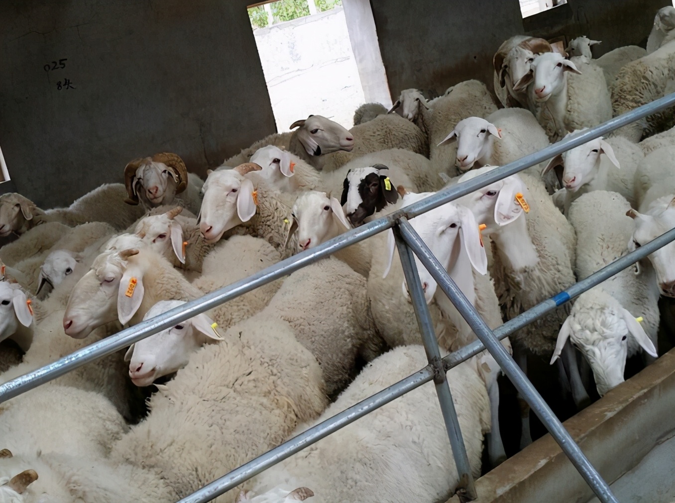 育肥羊怎么养才能快速长膘,育肥羊怎么喂长膘快