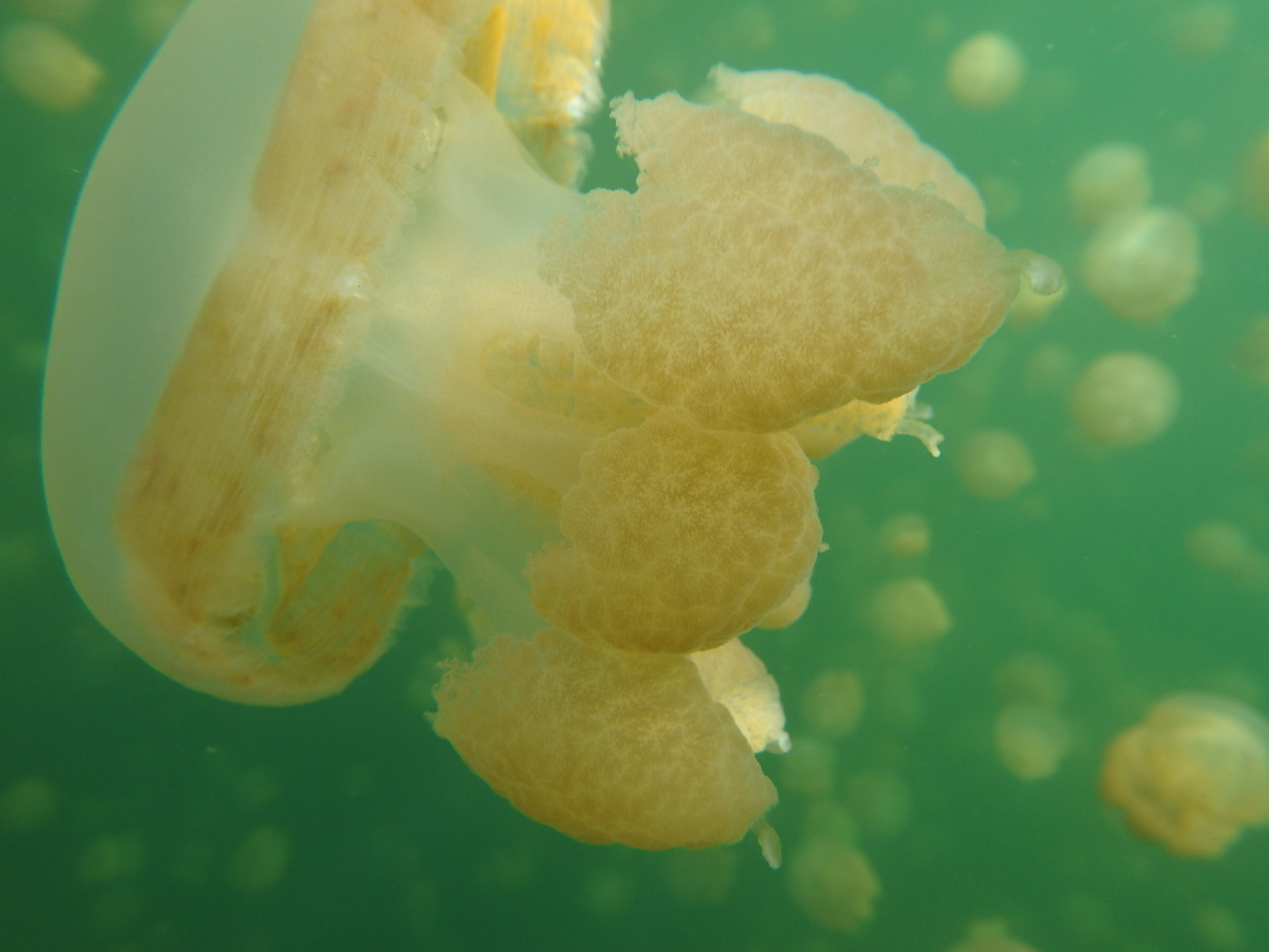 帕劳旅游十大攻略,帕劳上帝的水族箱