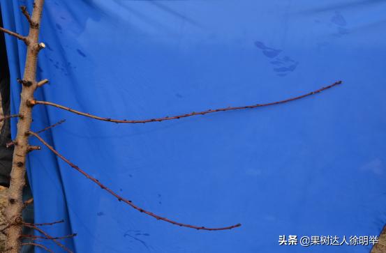 桃树修剪的正确方法和时间,桃树的修剪常识和技术