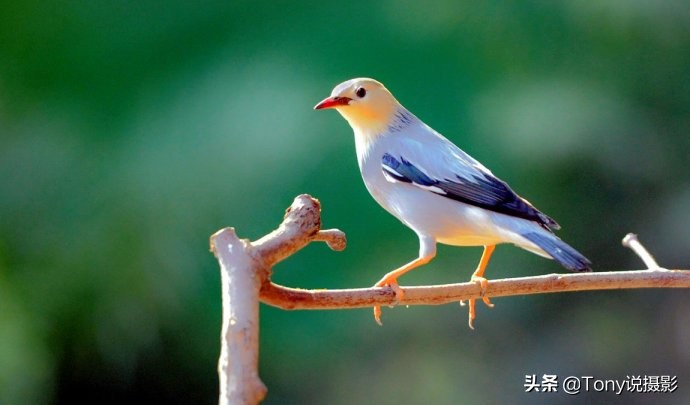 深度揭秘拍摄鸟类,如何拍鸟这些鸟类摄影技巧要学会