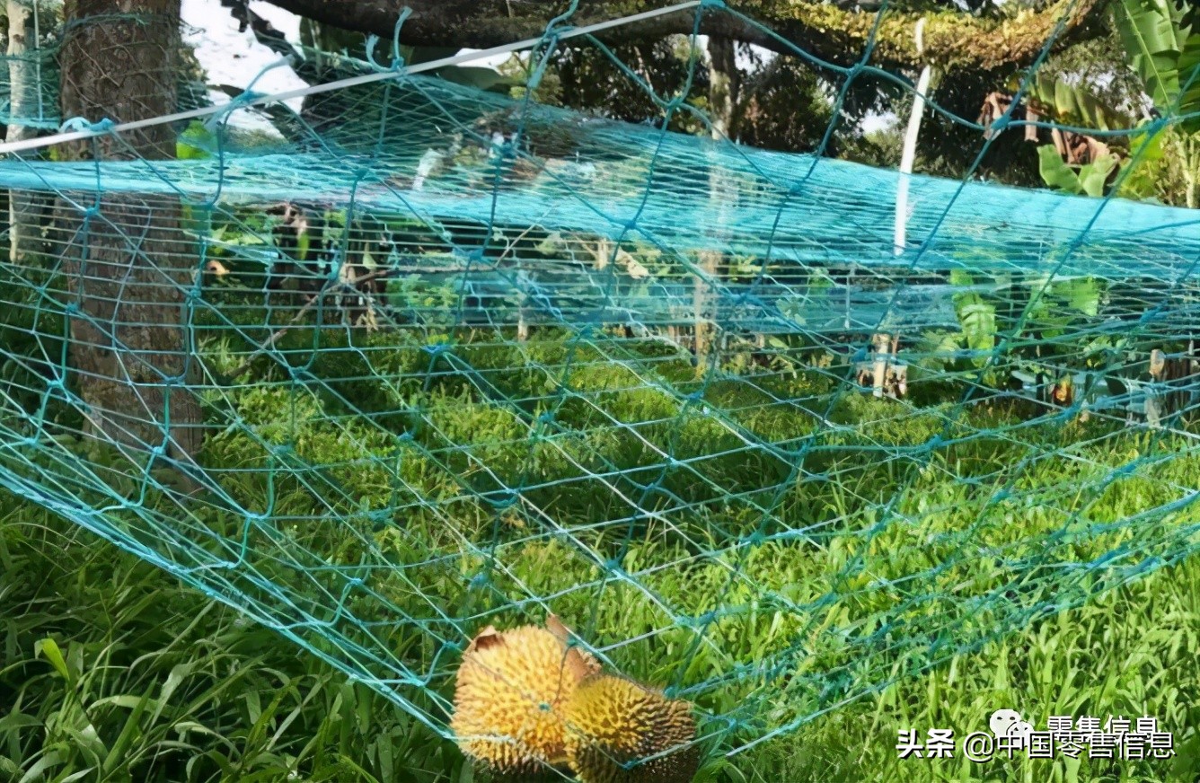 榴莲促销怎么陈列,榴莲营销方案100例