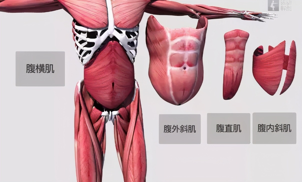 产后腹带正确绑法图,产后绑腹带能瘦肚子吗
