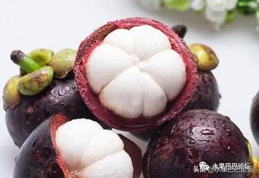 山竹选购秘籍挑选一颗完美的山竹,山竹怎么挑选教你山竹选购技巧