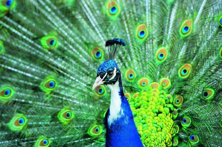 孔雀舞一分钟,一分钟的时间舞蹈