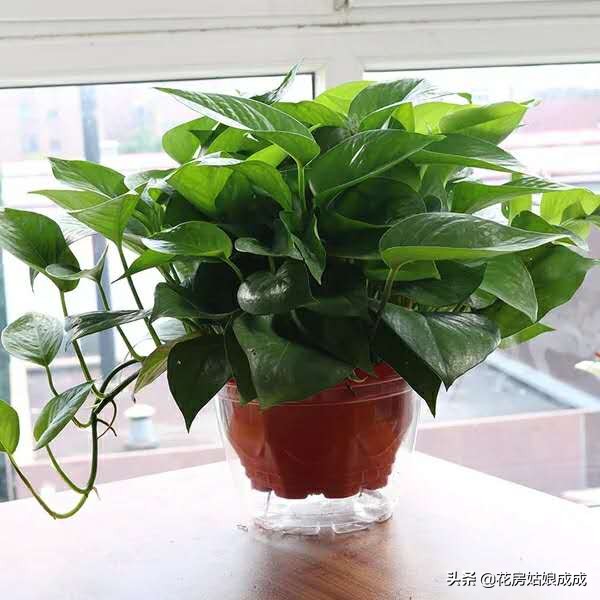 绿萝黄叶加入营养液能变绿吗,家里的绿萝黄叶子怎么治
