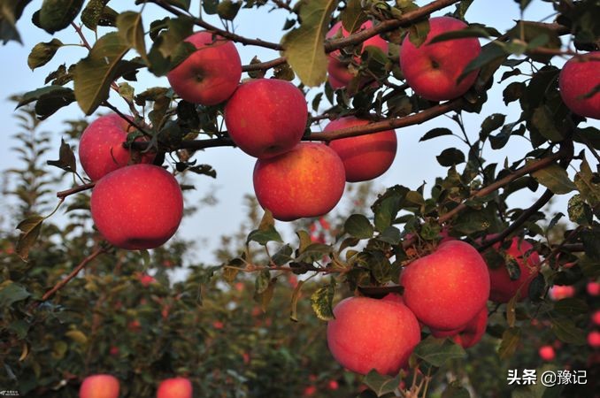 灵宝苹果享誉全国,灵宝的苹果有名吗