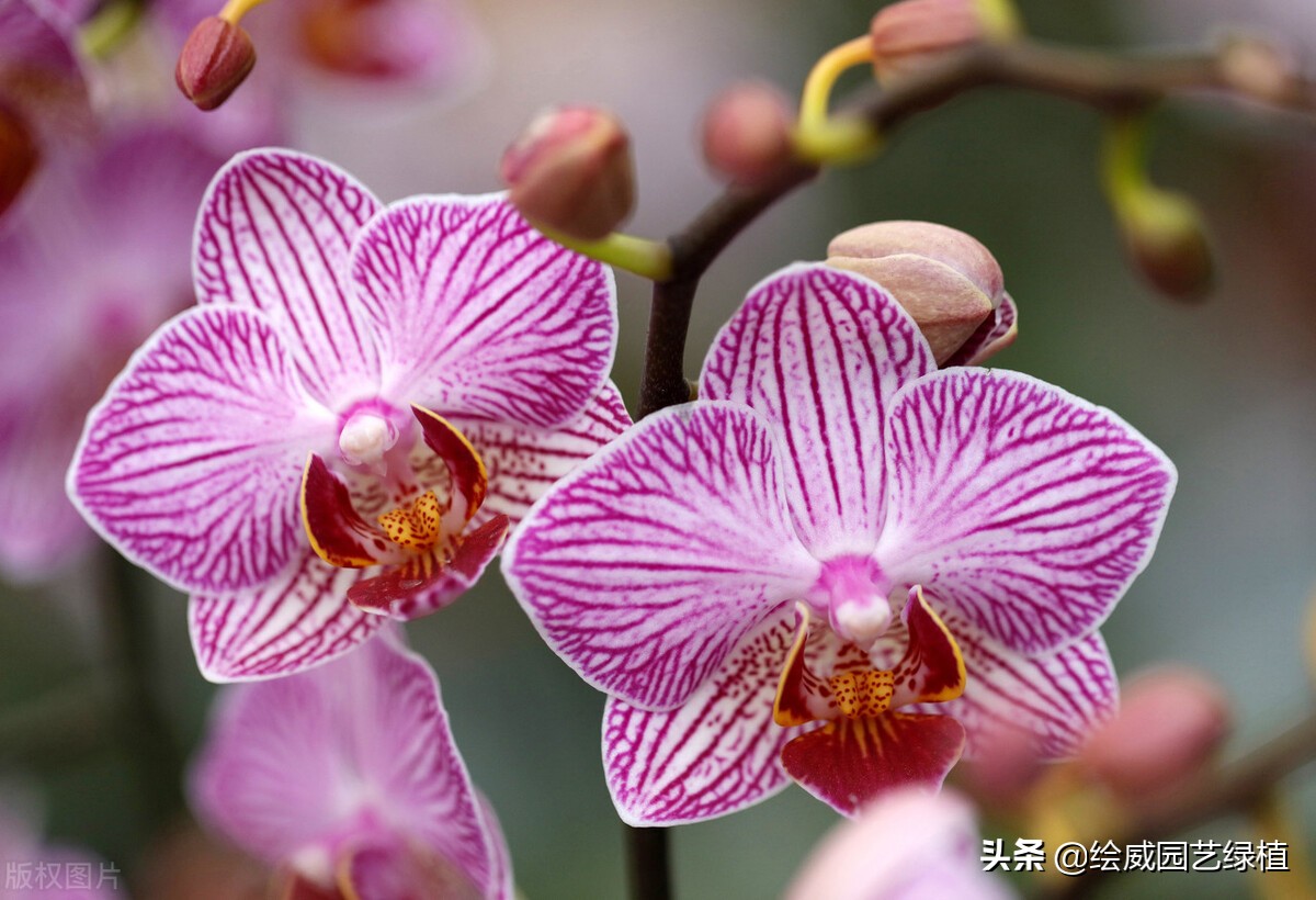 母亲节快到了送个鲜花送给妈妈,母亲节快到了送个东西送给妈妈