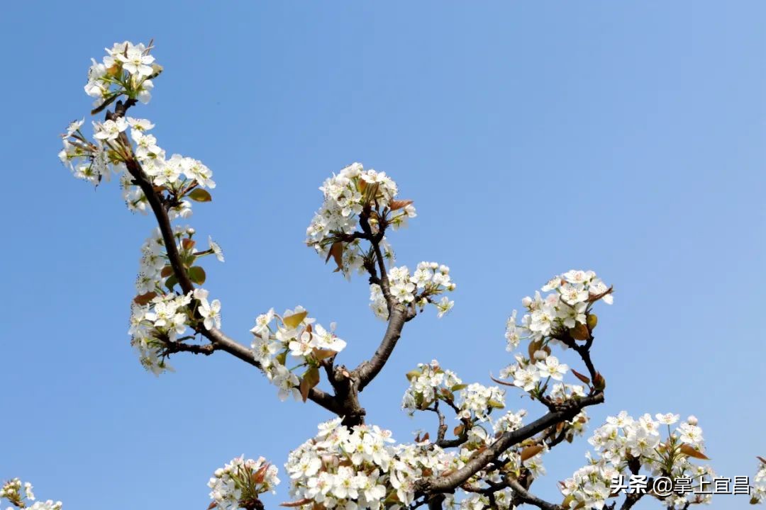 湖北枝江百里洲梨花图片,枝江百里洲梨花观赏时间