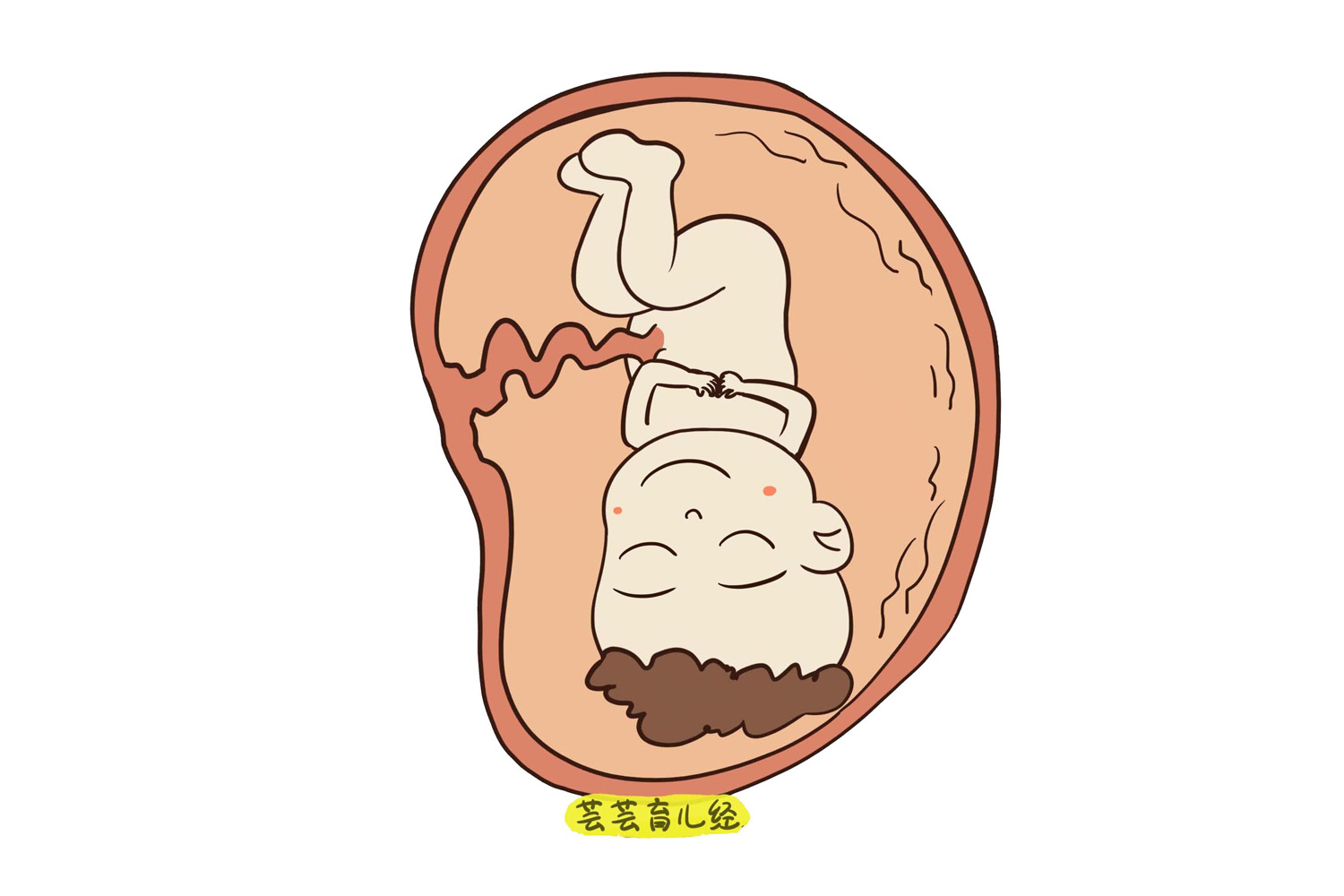 怀孕后胃部比肚子大是上怀吗,怀孕后肚子比别人大