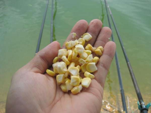 大草鱼钓不到怎么办,大草鱼难钓