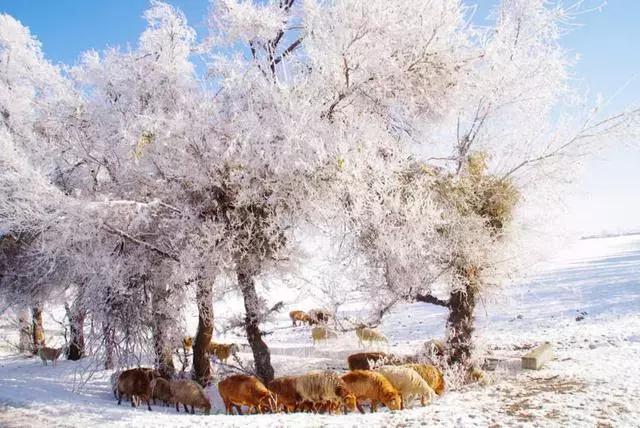 雾凇之美宛若仙境,连云港花果山雾凇美得像仙境