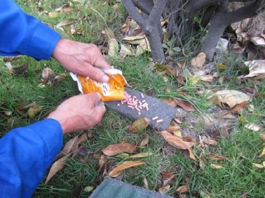 怎么预防老鼠啃家里的红薯,家里怎样预防老鼠