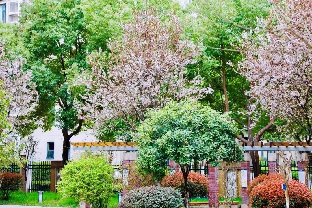 南京河西致远初级中学和河西南外,河西致远中学