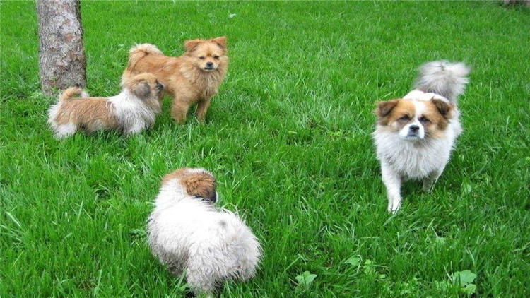 狗狗突然不吃狗粮怎么解决,狗狗突然不吃任何狗粮怎么回事