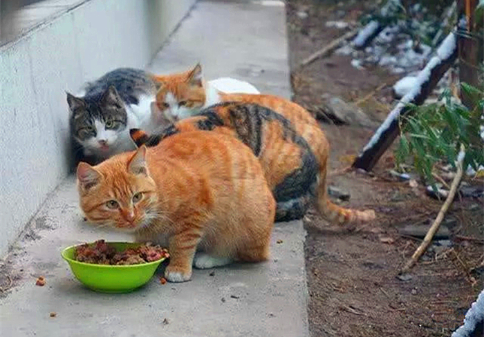 救助流浪猫不让刷礼物,救助流浪猫但是猫猫不动