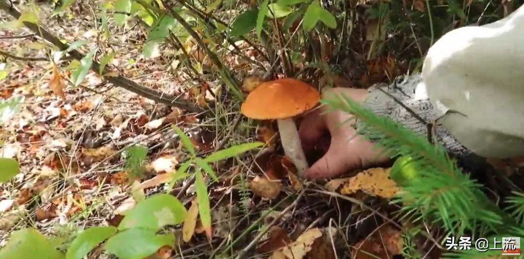 为啥俄罗斯大汉总是背着老婆钻树林？