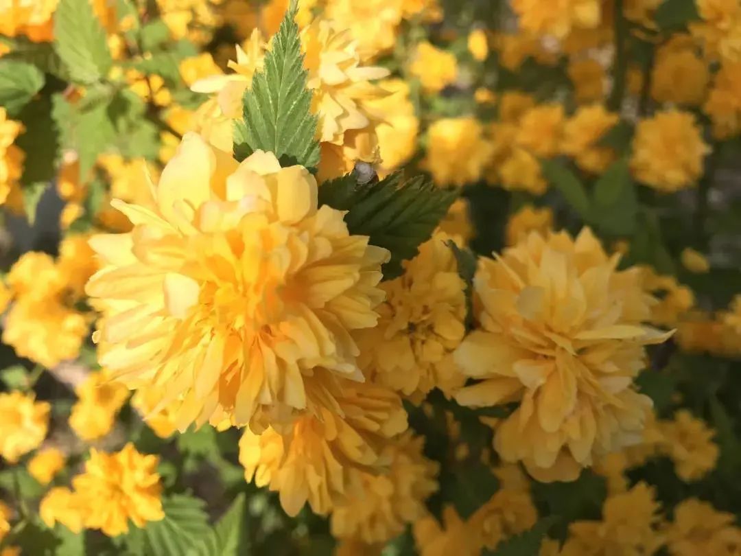 浐灞旅游一号线站点,家门口坐车去旅游真方便