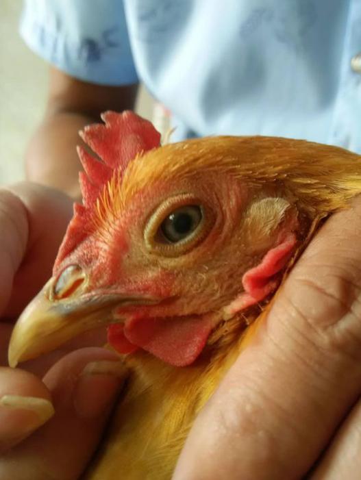 鸡瞎眼睛还肿是什么原因,鸡眼睛有半边瞎了还带肿是什么病