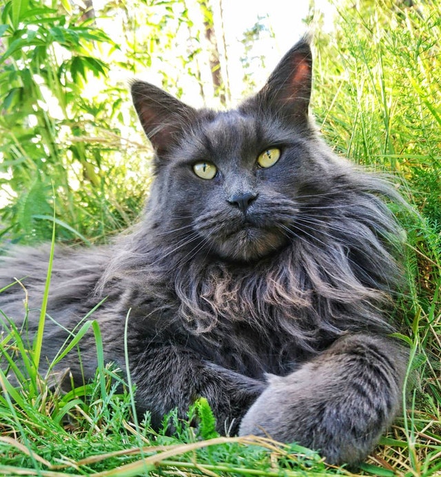 缅因猫这么温顺怎么在野外生存,缅因猫和狸花猫能不能好好相处