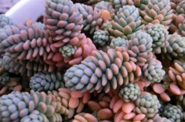 多肉植物姬星美人怎么养,姬星美人开花了要剪掉吗